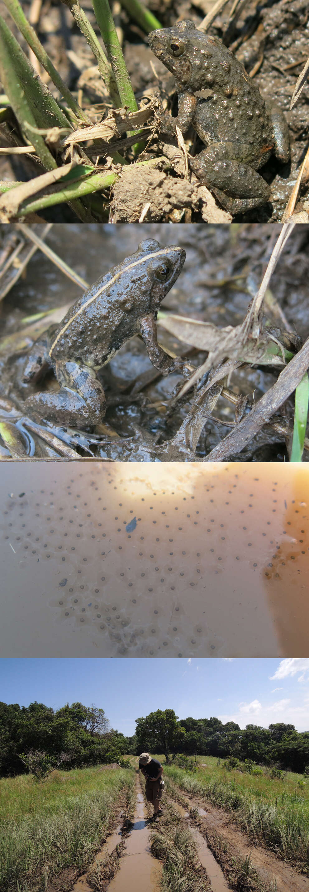 Image of Natal Dwarf Puddle Frog