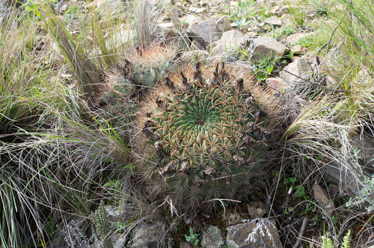 Image of Echinopsis chrysochete Werderm.