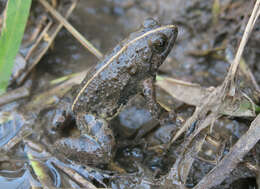 Image of Natal Dwarf Puddle Frog