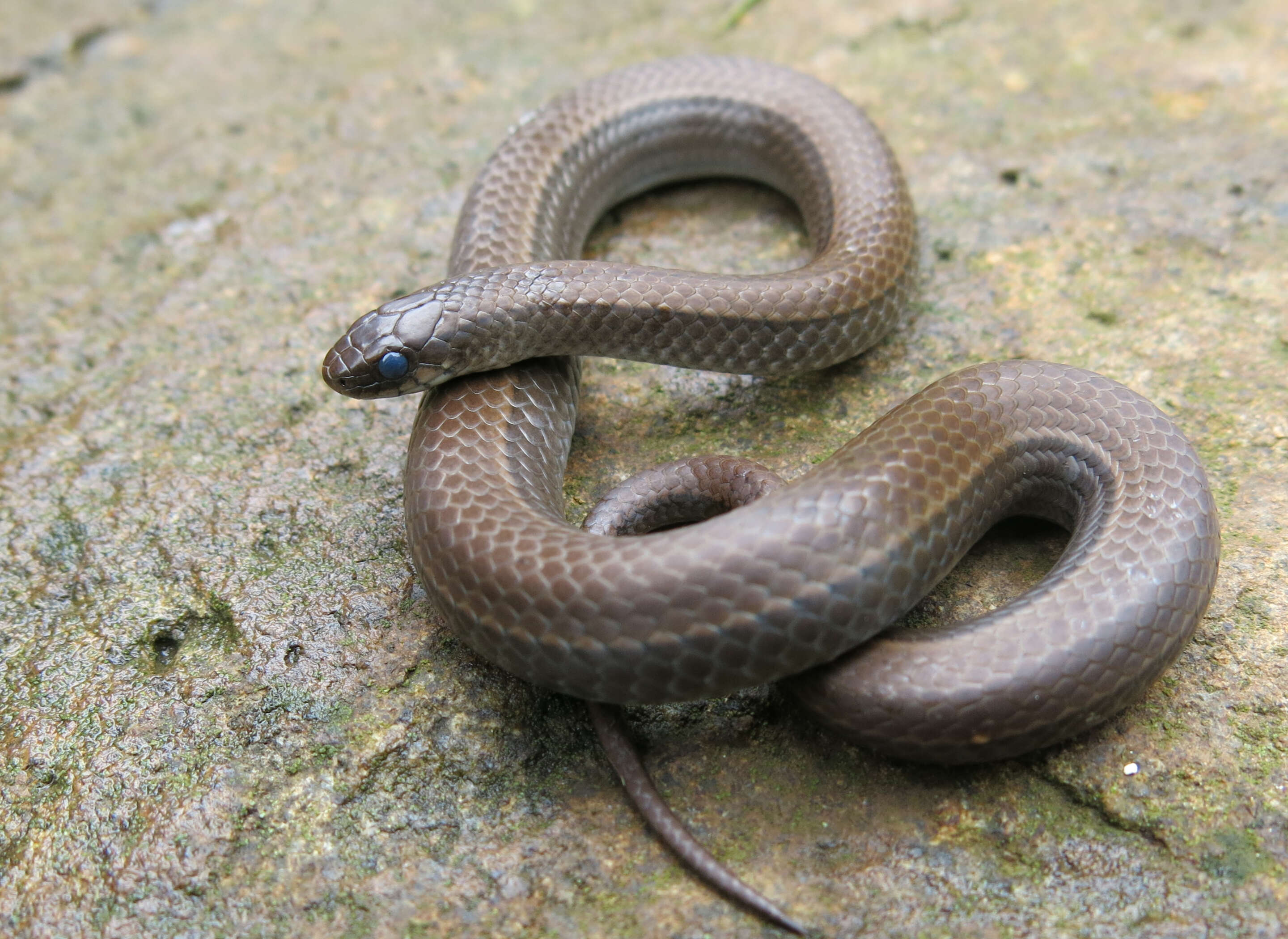 Image of Common Slug Eater