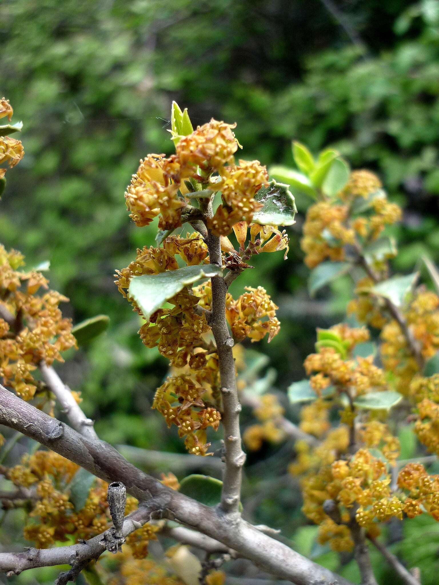 Image of Italian buckthorn