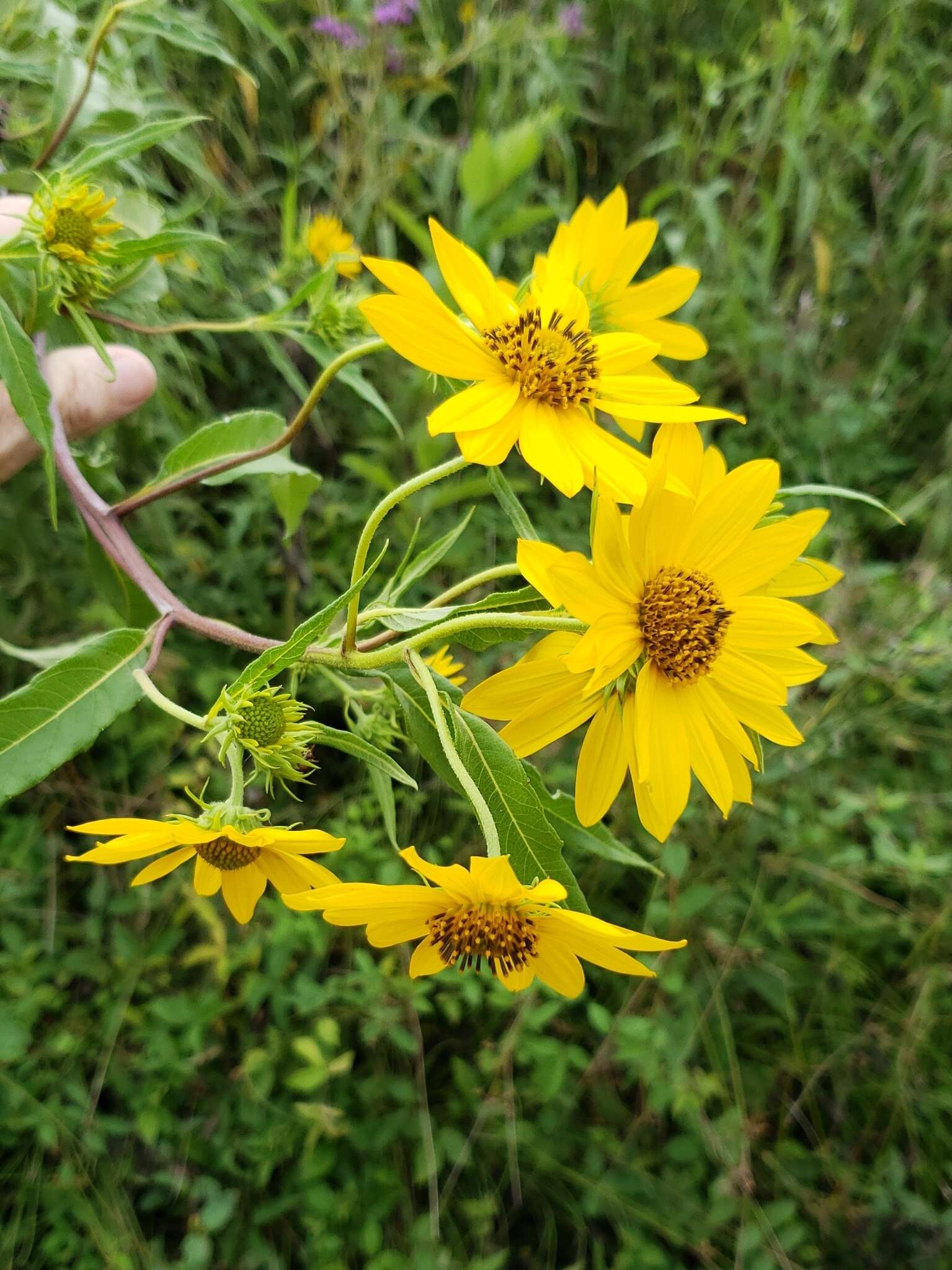 Sivun Helianthus grosseserratus M. Martens kuva