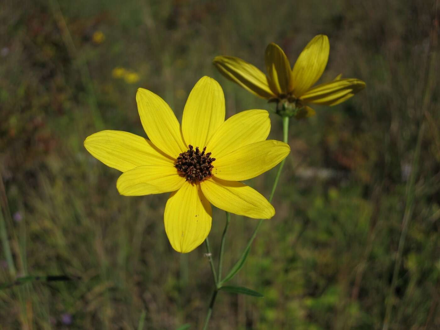 Image of tall tickseed