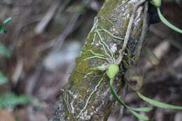 Image of Bulbophyllum bifurcatoflorens (Fukuy.) J. J. Verm., Schuit. & de Vogel