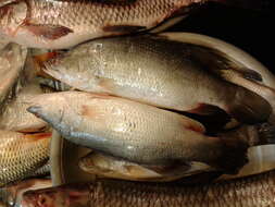 Image of Asian seabass