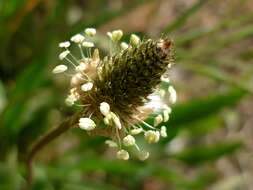 Image of Ribwort Plantain