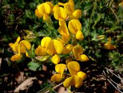 Image of Common Bird's-foot-trefoil