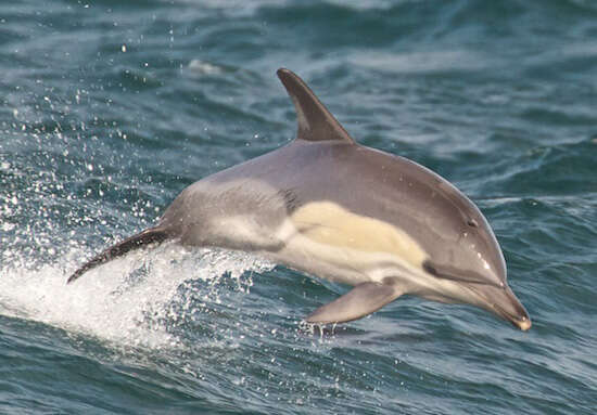 Image of Atlantic Dolphin