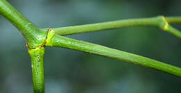 Image of European mistletoe