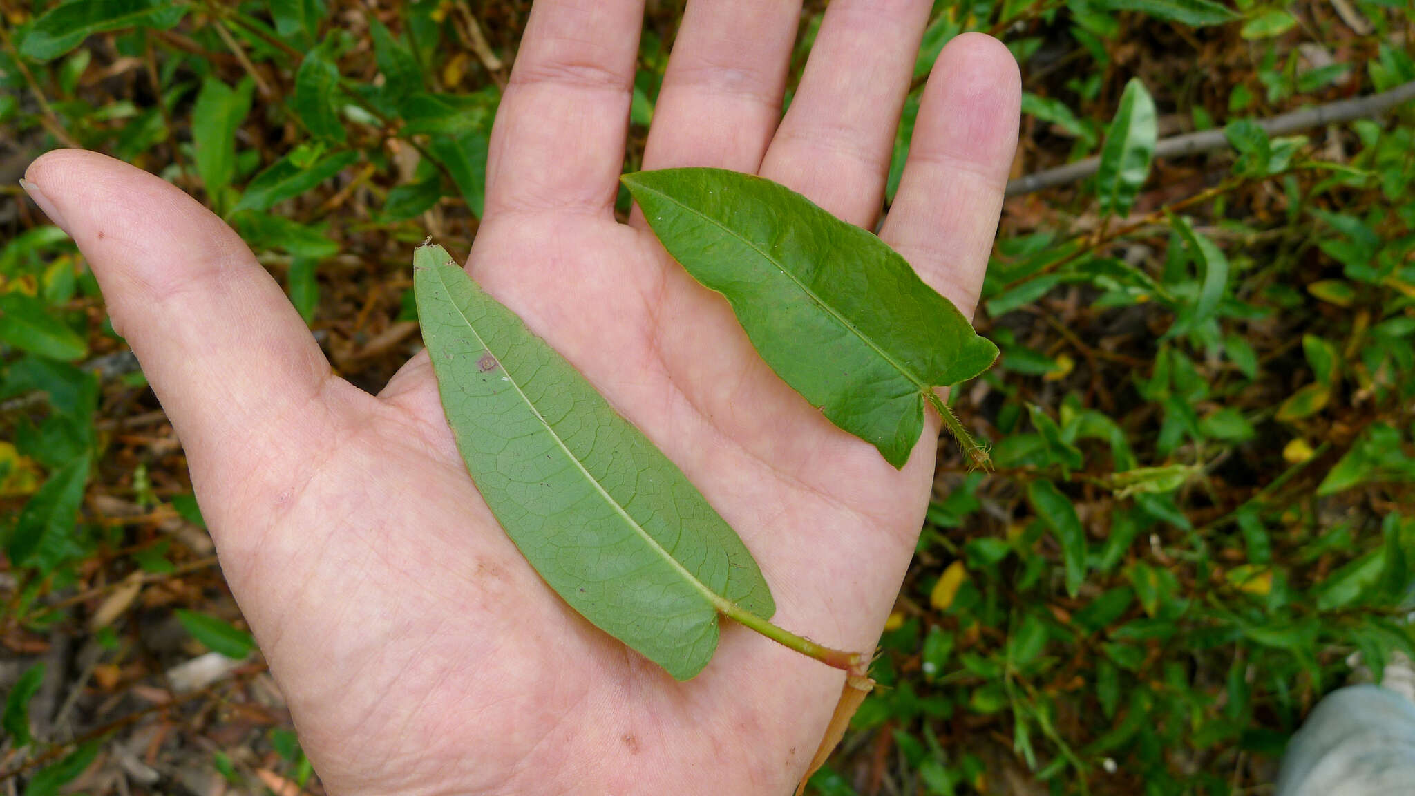 Image of Persicaria strigosa (R. Br.) Nakai