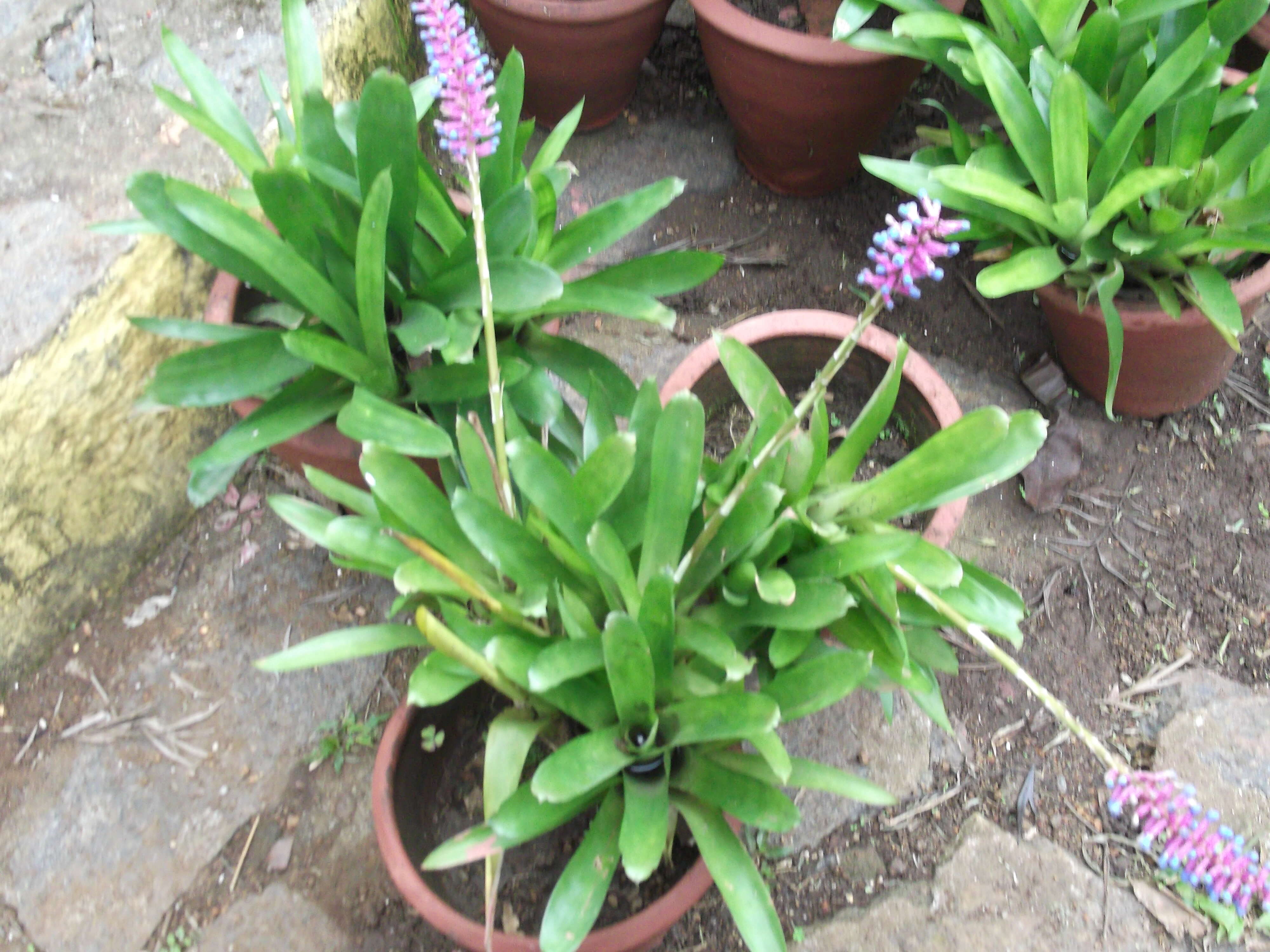 Image of Aechmea gamosepala Wittm.