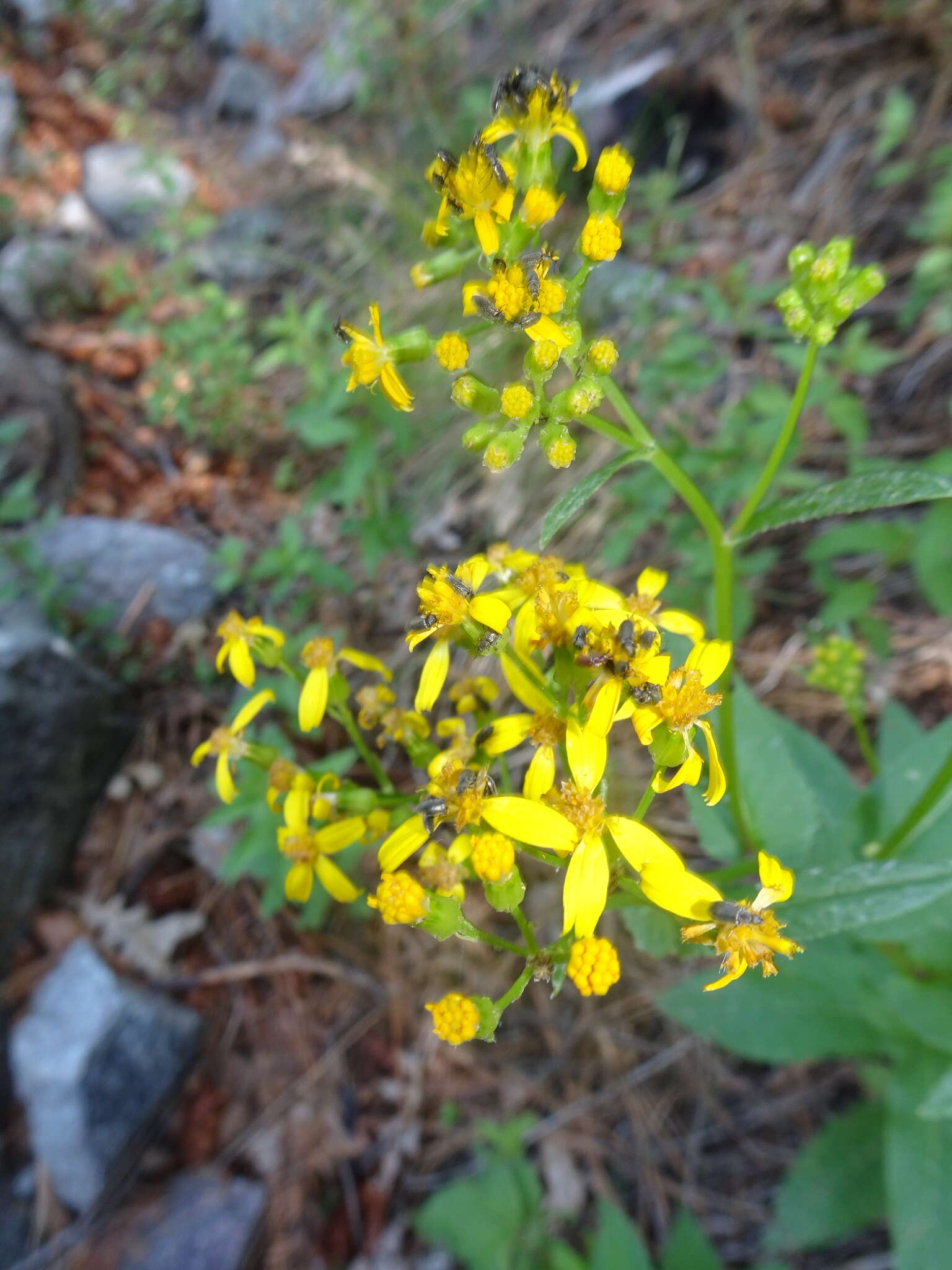 Image of Huachuca Mountain ragwort