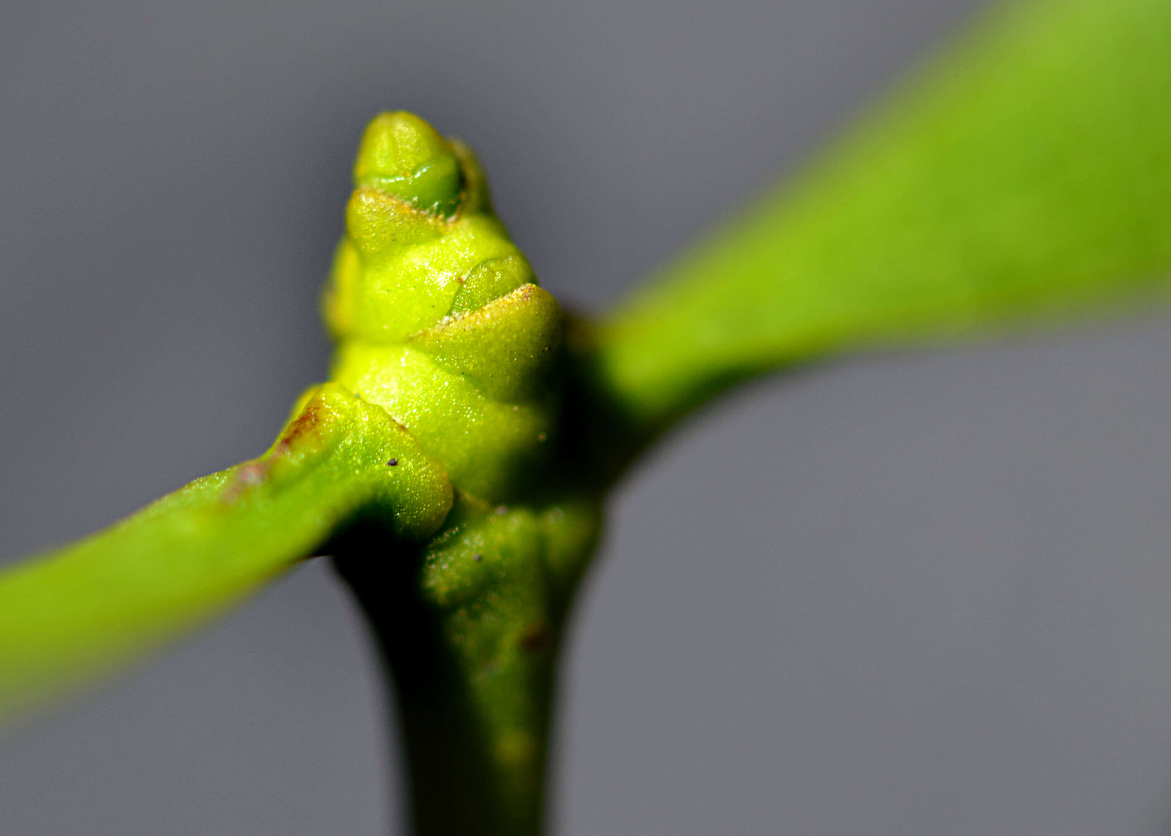 Image of European mistletoe