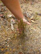 Image of Muraltia ericoides (Burm. fil.) Steud.