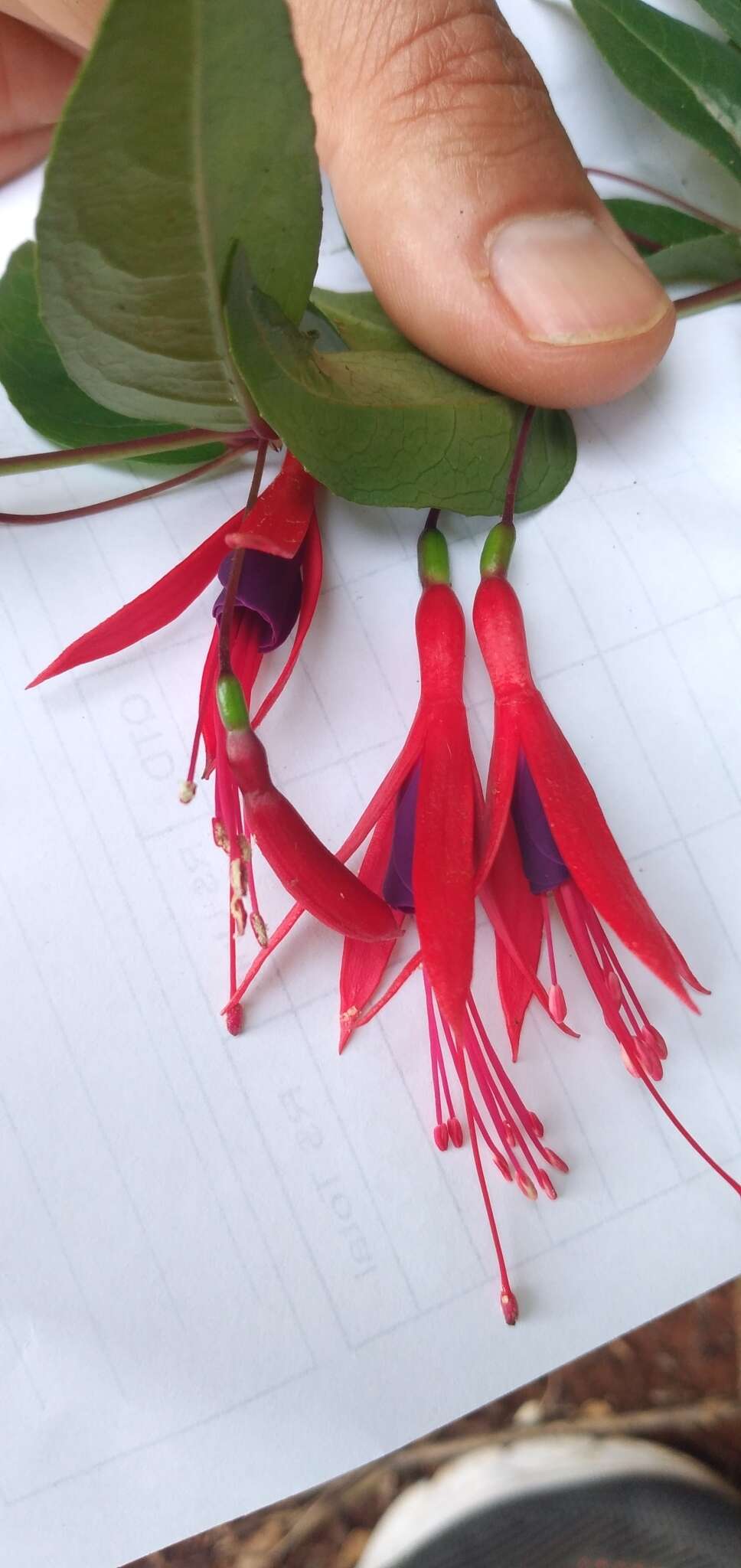 Image of Fuchsia regia subsp. reitzii P. E. Berry