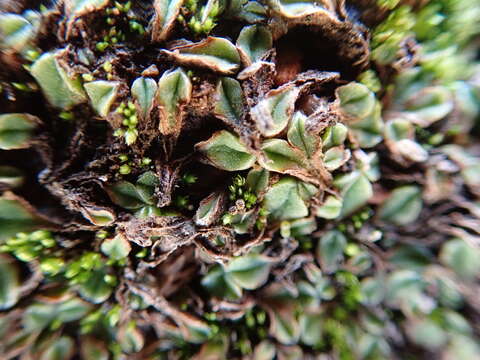 Image of Riccia campbelliana M. Howe