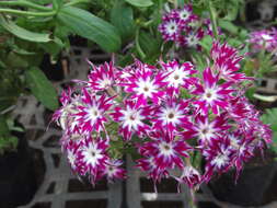 Image of annual phlox