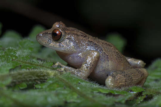 Sivun Pristimantis laticlavius (Lynch & Burrowes 1990) kuva