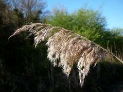 Image of common reed