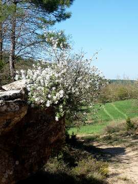 Image of Snowy Mespilus