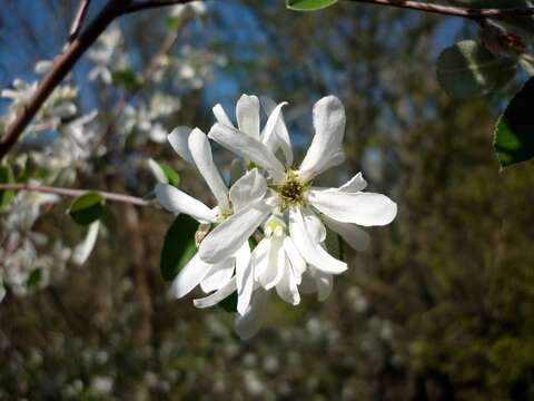 Image of Snowy Mespilus