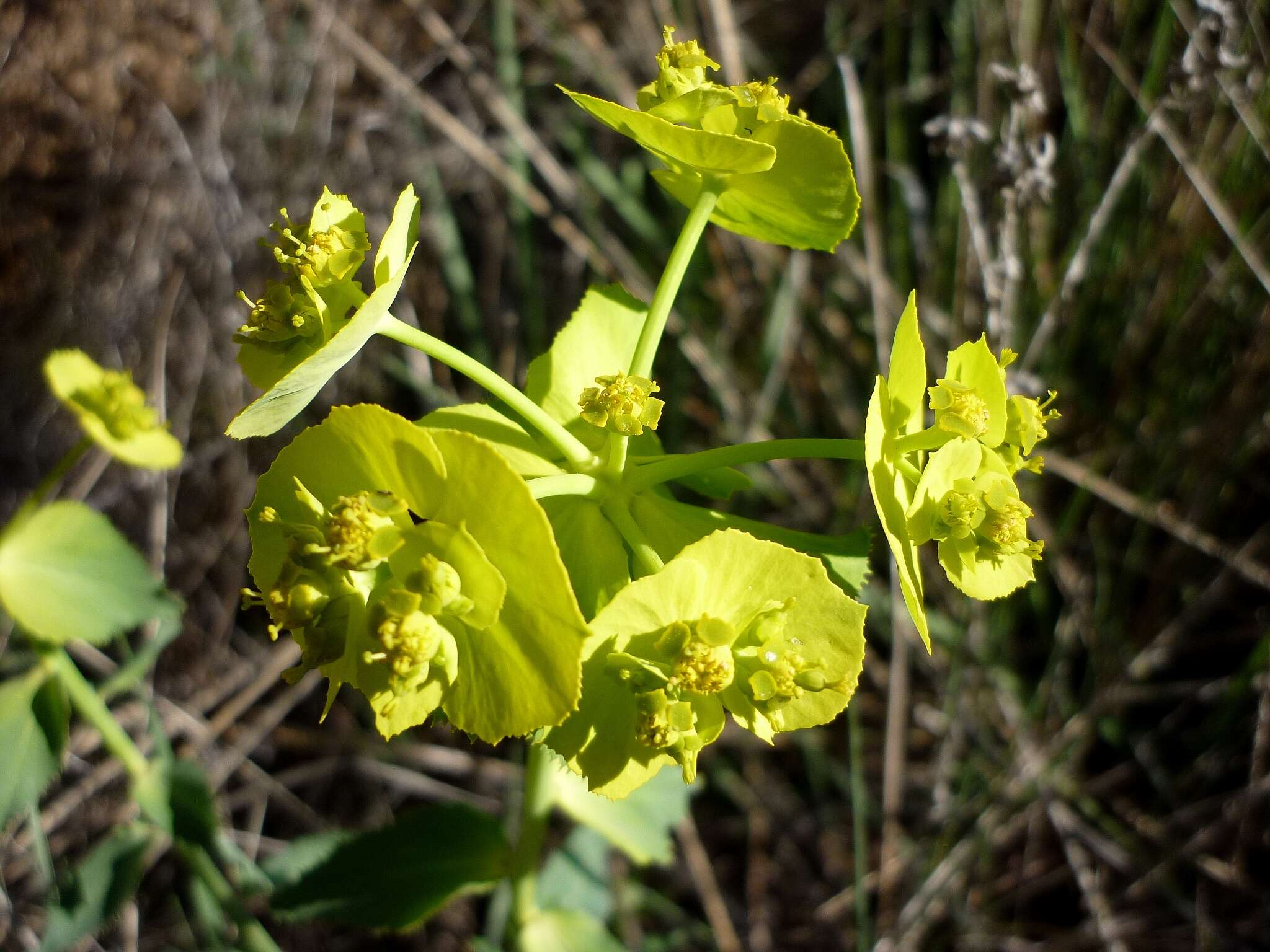 Image of serrate spurge