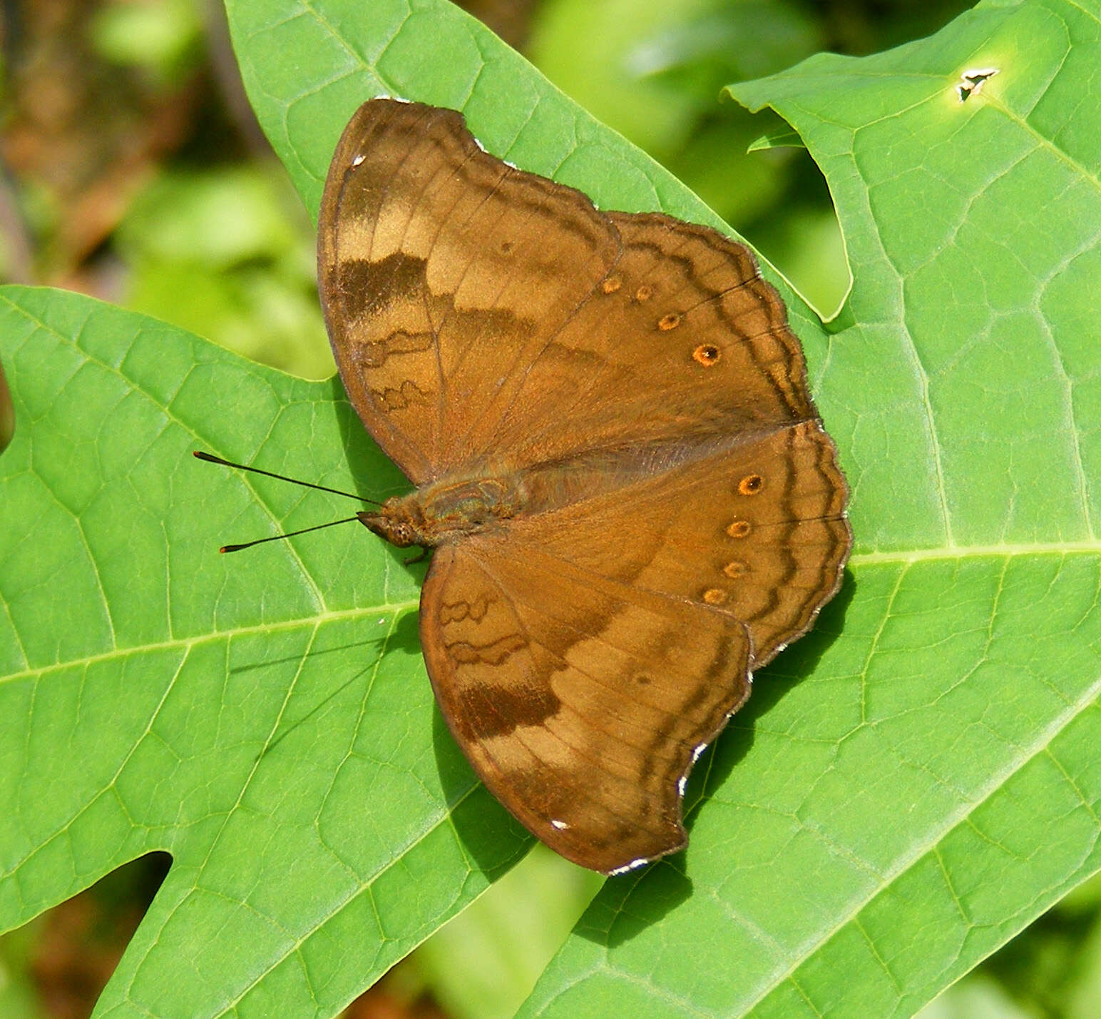 Image of chocolate pansy