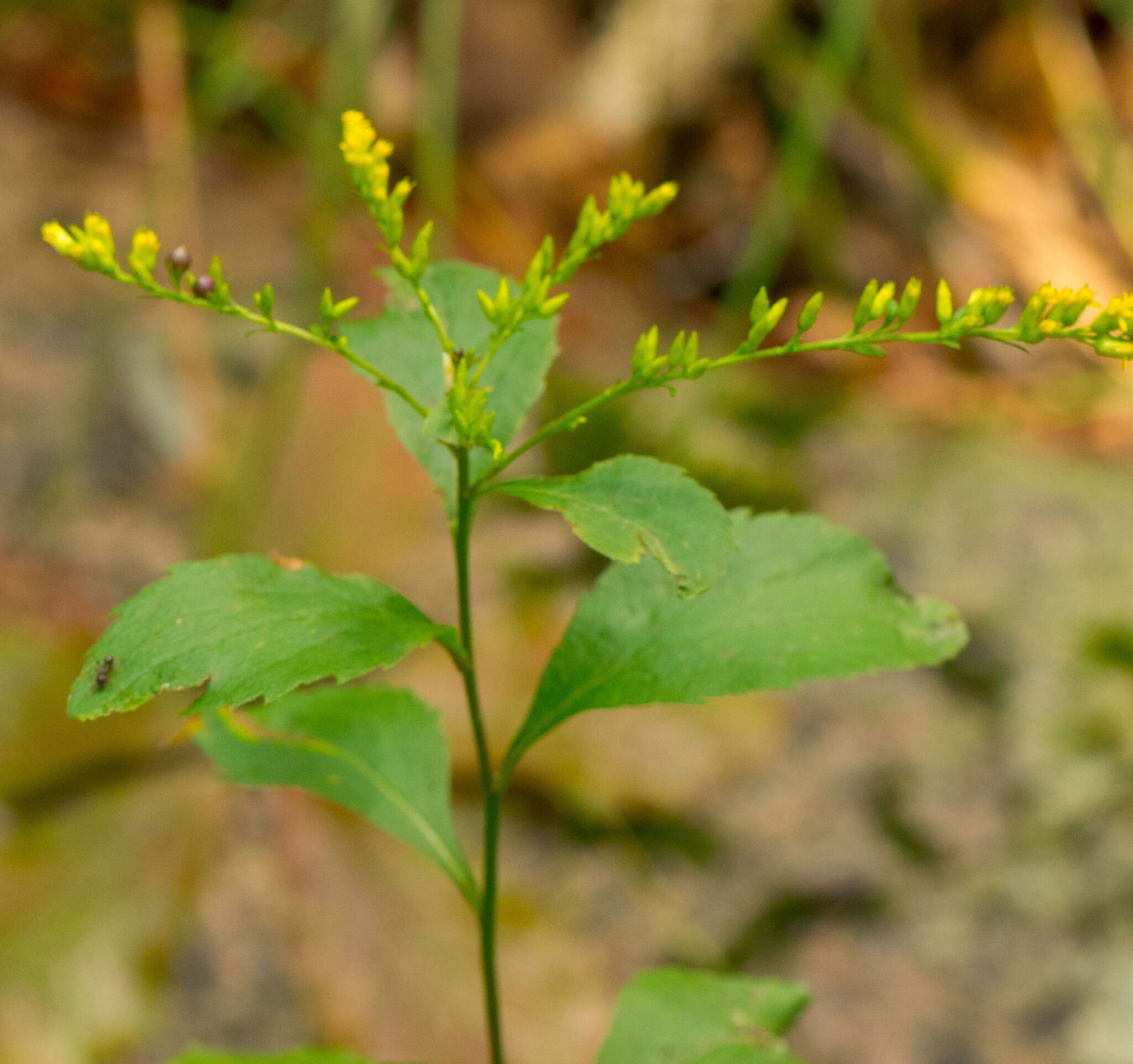 Image of elmleaf goldenrod