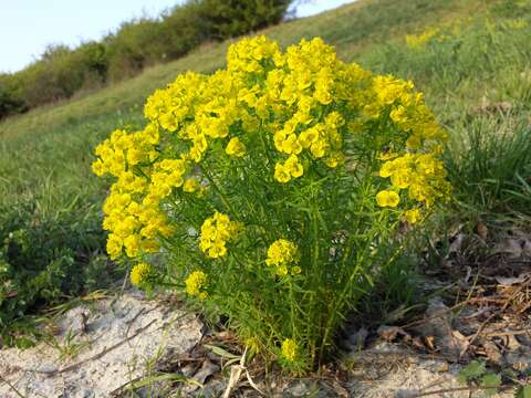 Image of Cypress Spurge