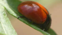 Image of <i>Chrysolina lucida</i>