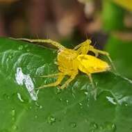 Image of Oxyopes punctatus L. Koch 1878