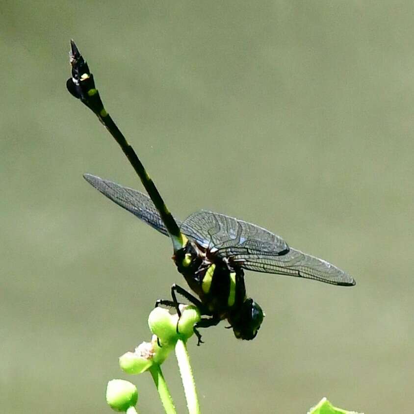 Imagem de Ictinogomphus decoratus (Selys 1854)