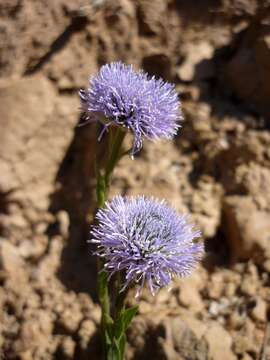 Image of Globularia vulgaris L.