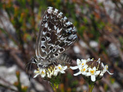 Imagem de Lepidochrysops methymna (Trimen 1862)