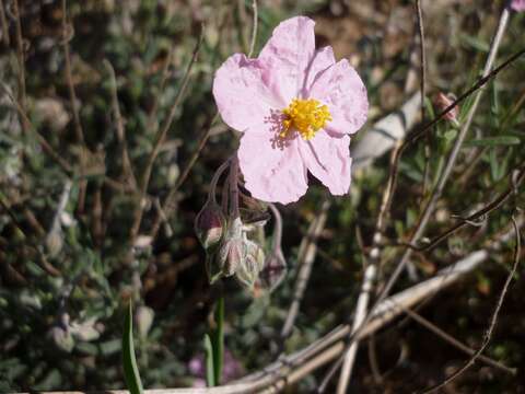 Image of White Rock-rose