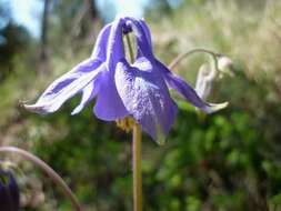 Plancia ëd Aquilegia vulgaris L.