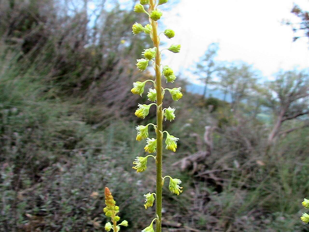 Image of white mignonette