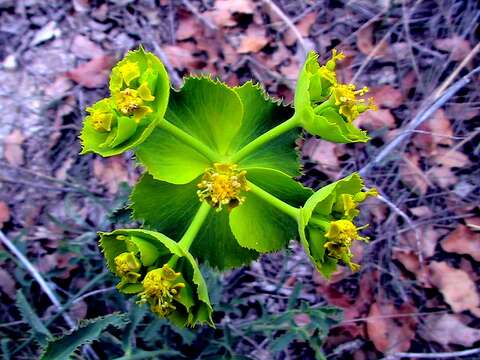 Image of serrate spurge