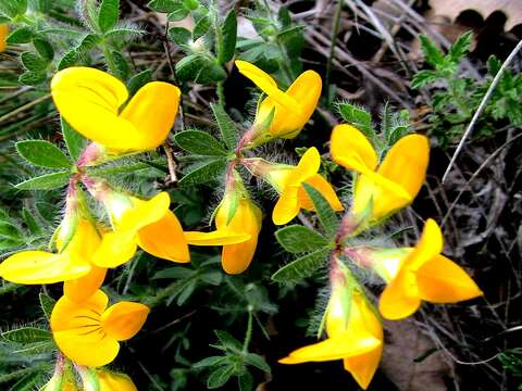 Imagem de Lotus corniculatus L.