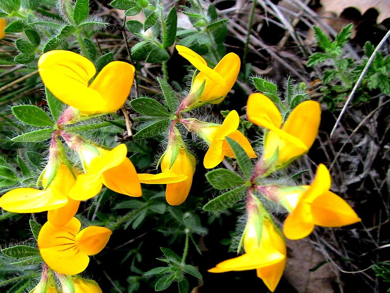 Image of Common Bird's-foot-trefoil