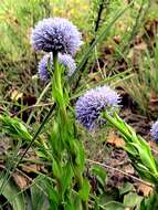 Image of Globularia vulgaris L.