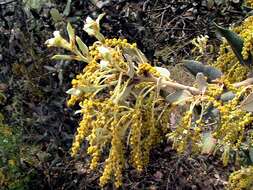 Image of Holm Oak