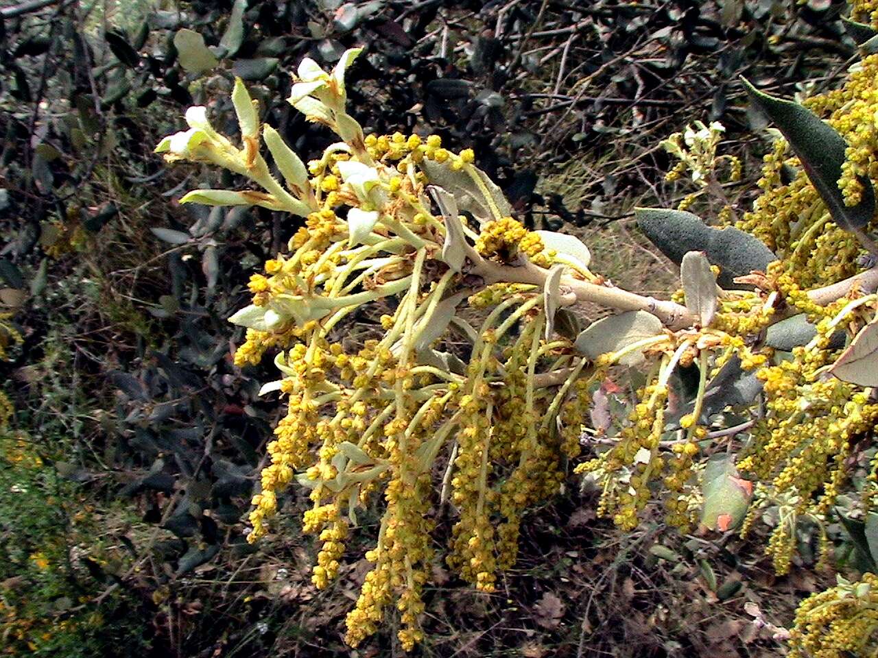 Image of Holm Oak