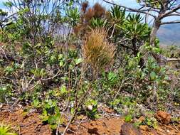 Image of Exocarpos pseudocasuarina Guillaumin