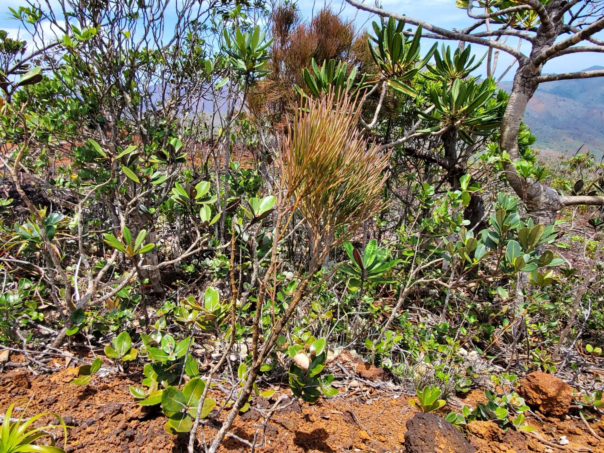 Image of Exocarpos pseudocasuarina Guillaumin