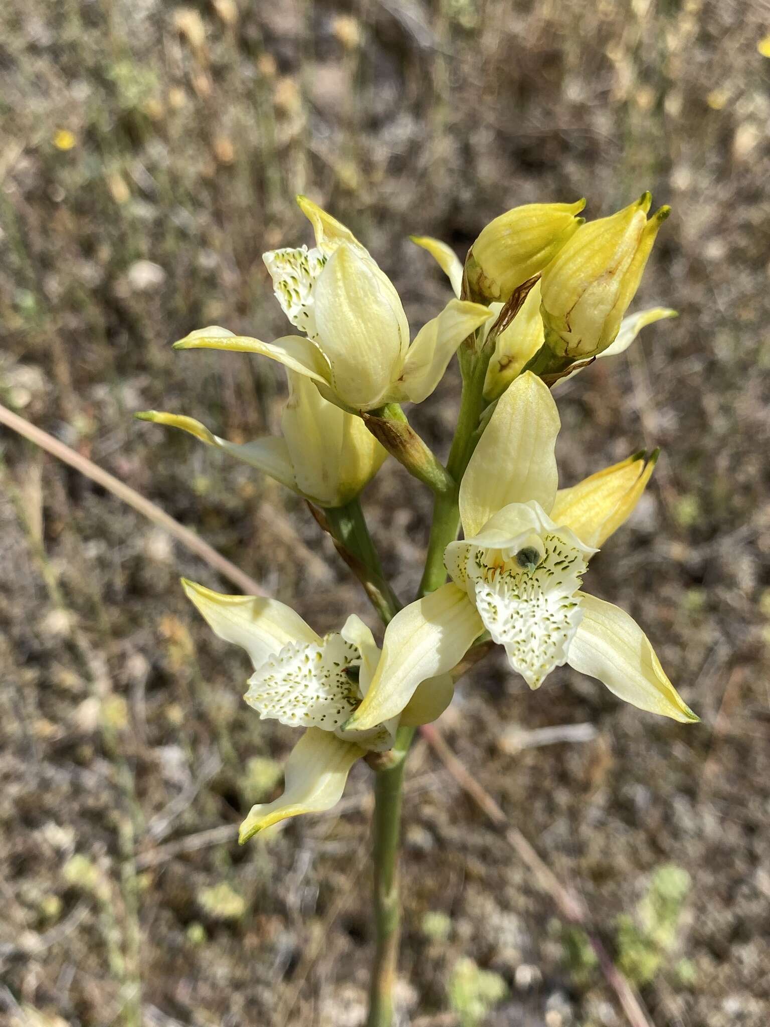 Image de Chloraea lamellata Lindl.