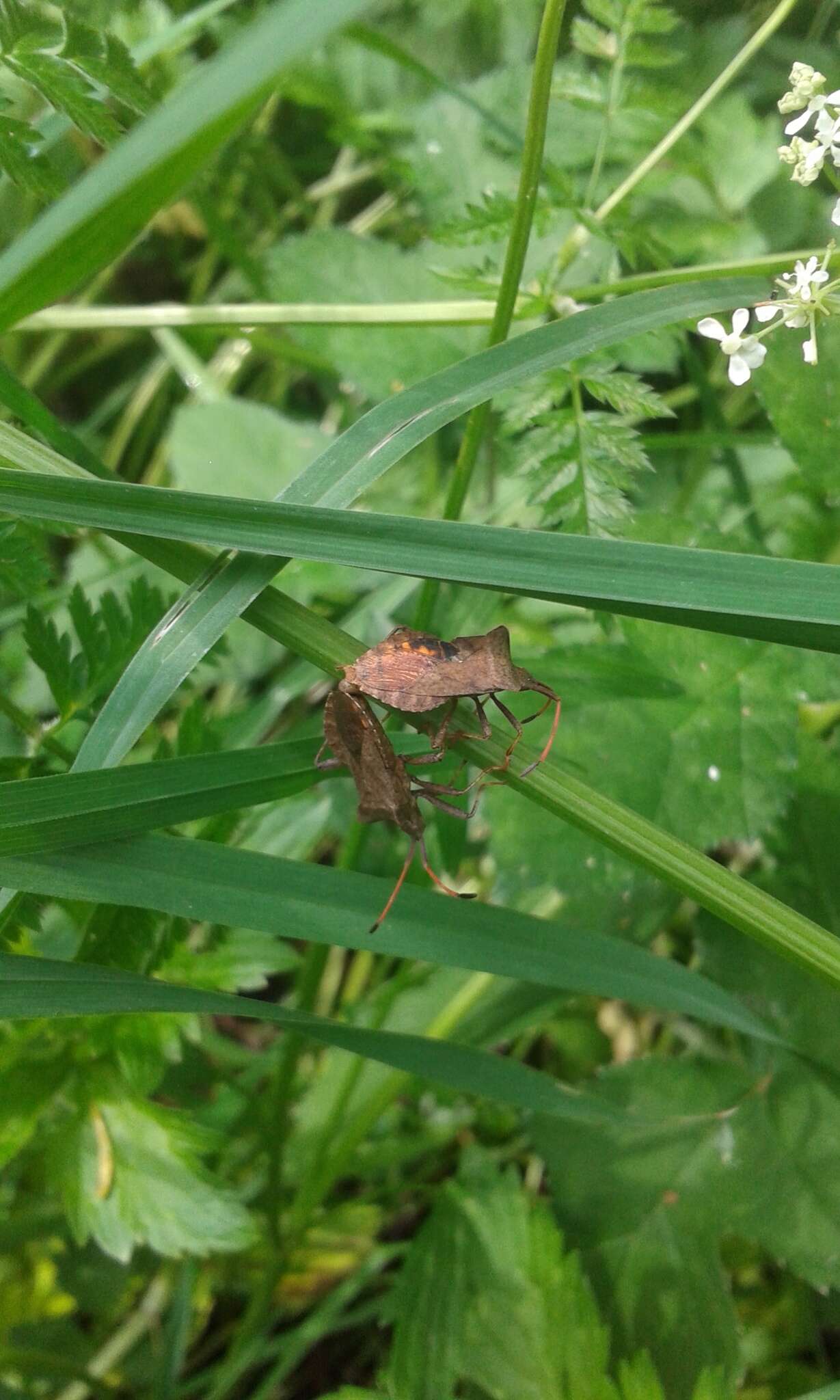 Imagem de Coreus marginatus marginatus (Linnaeus 1758)