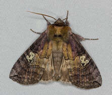 Imagem de Tethea ocularis Linnaeus 1767