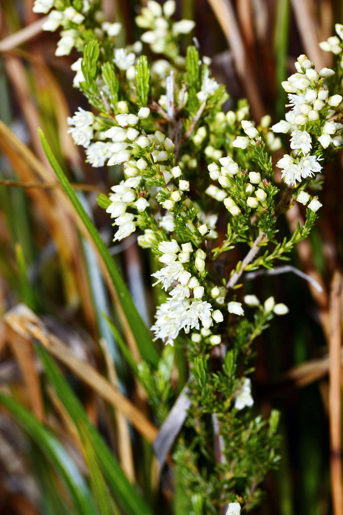 Image of Erica leucanthera L. fil.