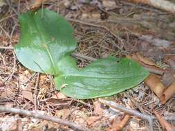 Слика од Platanthera orbiculata var. macrophylla (Goldie) Luer